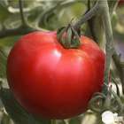 Plants de tomates 'Cobra' F1 : barquette de 6 plants